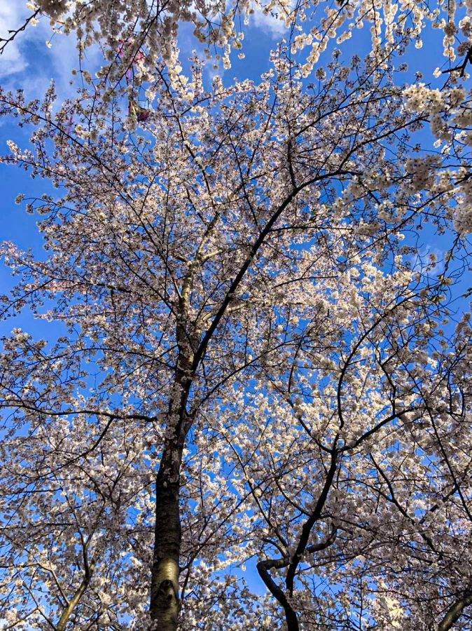 Cherry Blossoms in Tidal Basin